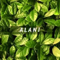 Cerco de plantas artificiales Alani 50 x 50 cm de polietileno